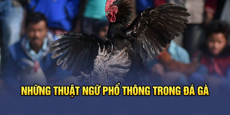 Những thuật ngữ phổ thông trong đá gà